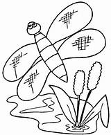 Cattails And Dragonfly Coloring Page  Free Printable Pages sketch template