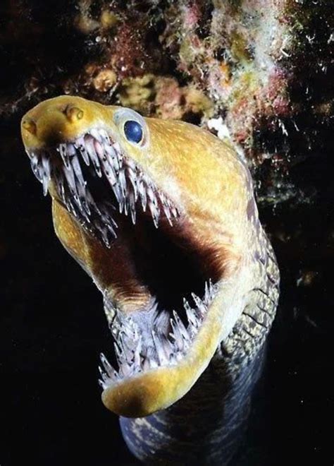 Fangtooth Moray Eel | Scary animals, Deep sea creatures, Ocean creatures