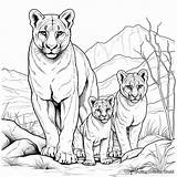 Mountain Lion Coloring Pages  Free & Printable sketch template