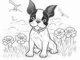 Boston Terrier Coloring Sheet For Kids  Page sketch template