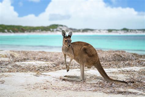 Kangaroo at Lucky Bay in the Cape Le Grand National Park Photograph by ...