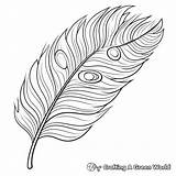 Peacock Feather Coloring Pages  Free & Printable sketch template