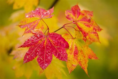 Wallpaper : 2048x1367 px, colorful, fall, leaves, plants 2048x1367 - wallbase - 1418511 - HD ...