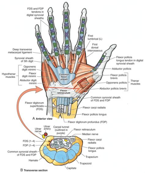 View of the wrist showing the flexor retinaculum at the wrist and the carpal tunnel where the ...