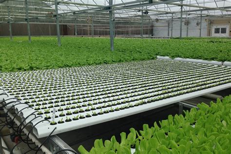 American Hydroponics NFT Systems - GROZINEGROZINE