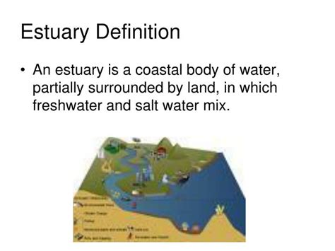 PPT - Estuary Biome PowerPoint Presentation - ID:460568