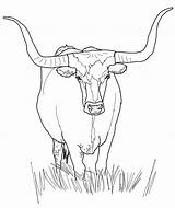 Cow Printable Coloring Pages – ColoringMecom sketch template