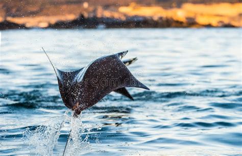 Mobula Ray Jumping Out of the Water. Stock Image - Image of munk ...