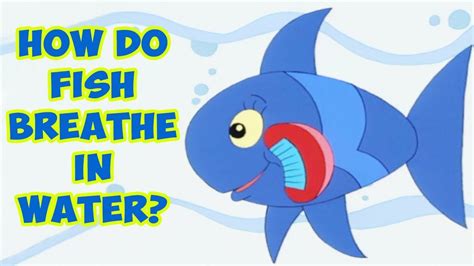 If fish breathe air, how do they breathe underwater? Inquisitive minds ...