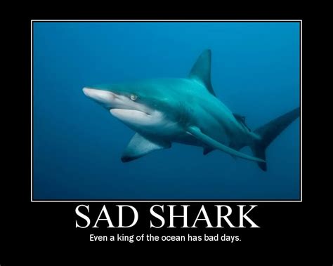 Everybody’s a Comedian When They Get Bit By a Shark | The Poe Log