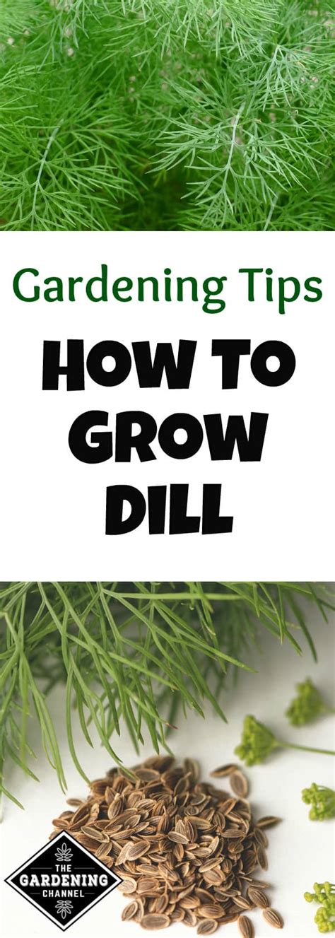 Growing dill