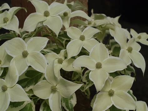 Photo #56624 | Cornus kousa 'Wolf Eyes' | plant lust