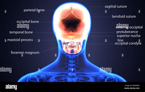 Human Skeleton Anatomy Isolated Stock Photo Alamy - vrogue.co