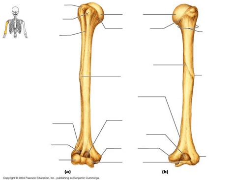 Proximal Humerus Diagram | Quizlet