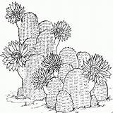 Cactus Printable Coloring Pages sketch template
