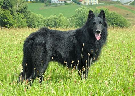 Belgian Shepherd Groenendael - Your Dog