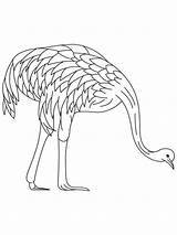 Emu coloring pages sketch template