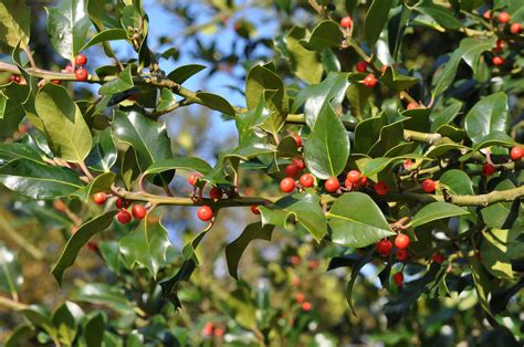 18 Species of Holly Trees and Shrubs