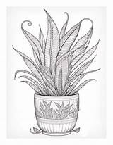 Free Plant Coloring Page 73  Adventure sketch template
