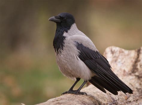 Hooded crow | Hooded crow (Corvus cornix) perched on a felle… | Flickr
