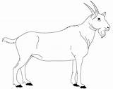 Billy Goat coloring Page  ColouringPages sketch template