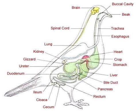 Bird Internal Anatomy