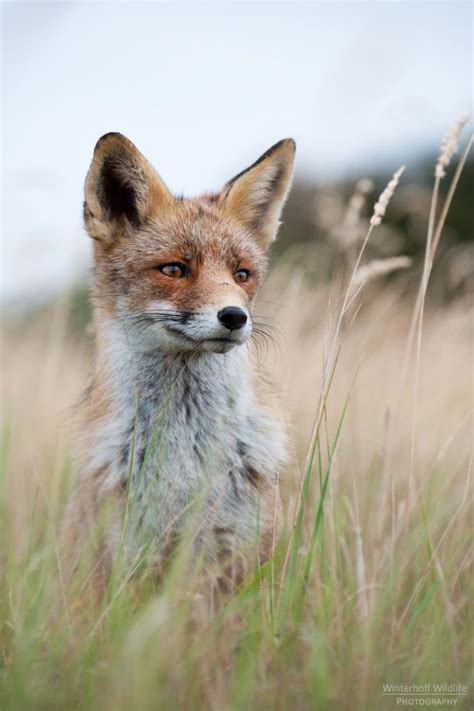 Foxes - creatures of the forest - Nikon Rumors | Fox, Animals wild, Animals