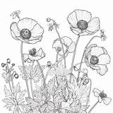 Buttercup coloring Pages  Coloring Corner sketch template