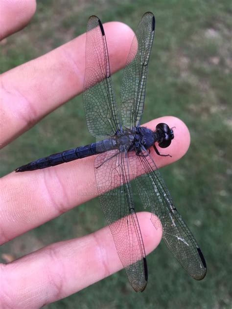 Black Dragonfly by NativeAmericanArts on DeviantArt