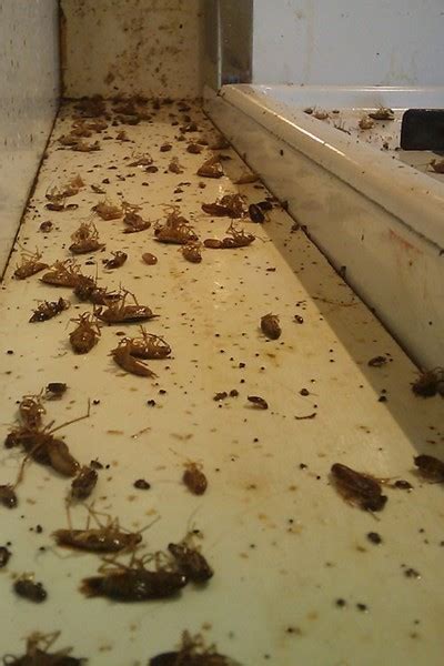 Restaurant Suffers from Cockroach Infestation - Batzner Pest Control ...