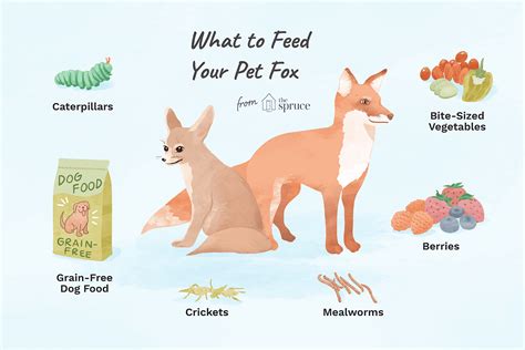 What to Feed Your Pet Fox