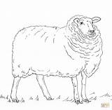 Dibujo de Oveja Para Colorear  Dibujos Imprimir Gratis sketch template