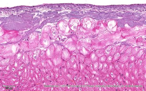 . Histology Slide Download. Magscope.com