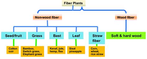 2 Different sort of fibers obtained from plants | Download Scientific Diagram