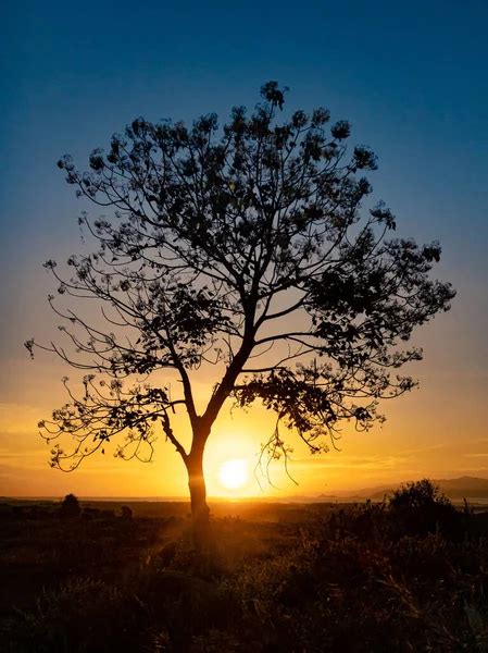 Sunrise tree silhouette Stock Photos, Royalty Free Sunrise tree ...