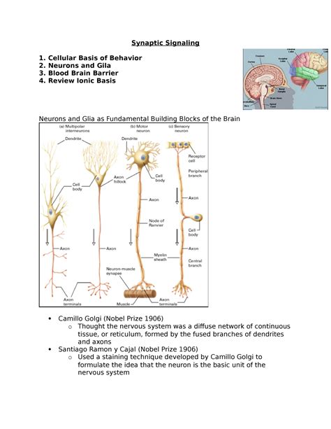 Synaptic Signaling - Test 1 - Synaptic Signaling Cellular Basis of Behavior Neurons and Gila ...