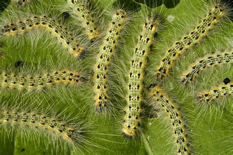 Fall Webworm - Prevention and Control