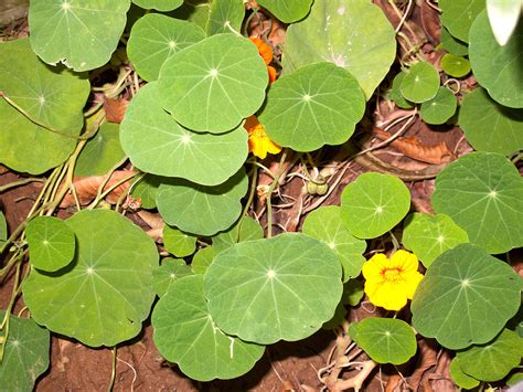 Beautiful Round Green Leaves Of A Plant With Orange Flowers Photograph ...