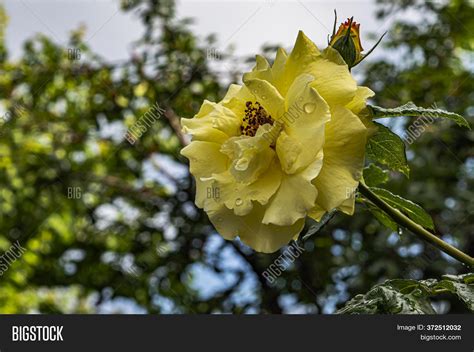 Yellow Rose Garden Image & Photo (Free Trial) | Bigstock