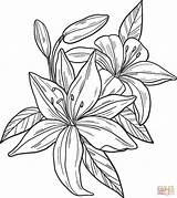 Lilies Coloring Page  Free Printable Pages sketch template