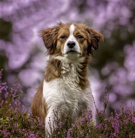 Kooikerhondje Pictures and Informations - Dog-Breeds.com