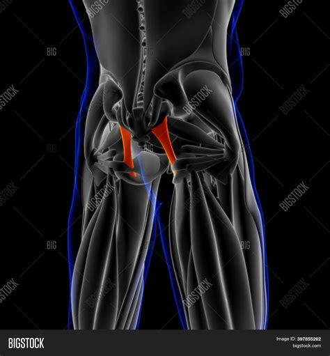 Sacrotuberous Ligament Image & Photo (Free Trial) | Bigstock