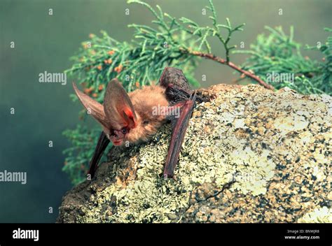 Townsend's Big-eared Bat Stock Photo - Alamy