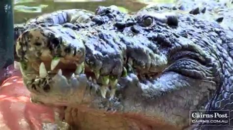 Massive 5.2 metre croc shot dead in Rockhampton