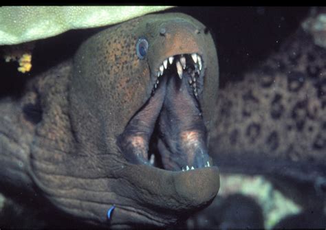 Real Monstrosities: Moray Eel