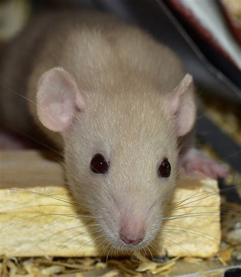 Rat Eyes: Health, Infection, Blindness - Understanding Pet Fancy Rats