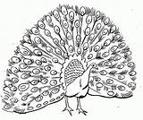 Peacock coloring Pages  ColoringLib sketch template