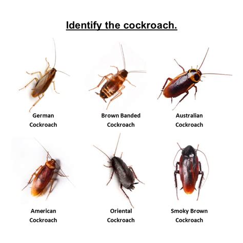 Types of Cockroaches that live in NYC | Pest Control NYC - Best Pest Exterminators