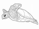 A Hawksbill Sea Turtle Coloring Pages  Cool sketch template
