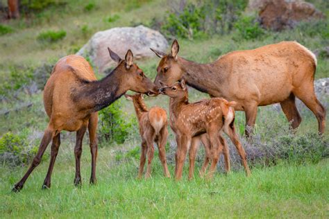 CPW Encourages Drivers to Watch for Wildlife to Avoid Collisions During Daylight Saving Time